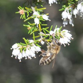 l abeille et la Bruyère Blanche communion parfaite