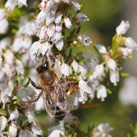 l abeille se delecte sur la Bruyère Blanche