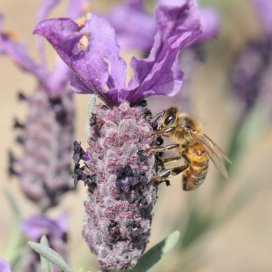 Lavanda Marítima