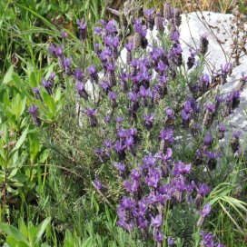 Wild Lavender