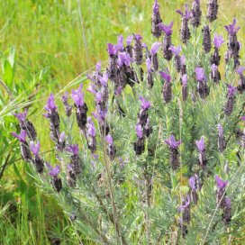 Wild Lavender