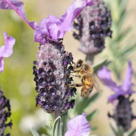 Wild Lavender