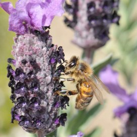 Lavanda Marítima