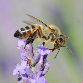 Lavender Honey