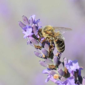 Lavendel