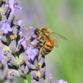 Lavendel