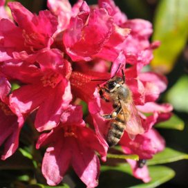 Miel de Rhododendron