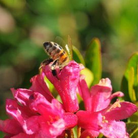 Miel de Rhododendron