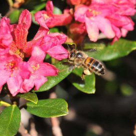 Miel de Rhododendron