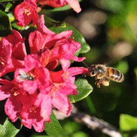 le pollen de rhododendron est jaune clair