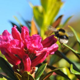 Miel de Rhododendron