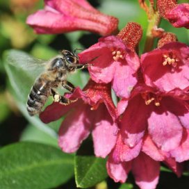 Rhododendron Honey