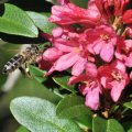 Rhododendron Honey