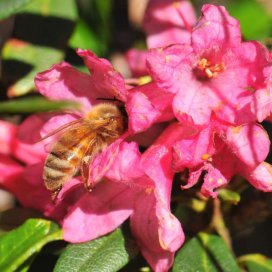 Rhododendron Honey