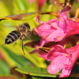 les abeilles apprécient beaucoup les rhododendrons