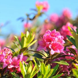 Rhododendron Honey