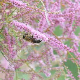 Tamarisk Honey