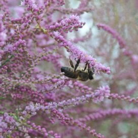 Tamarisk Honey