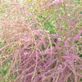 Tamarisk Honey