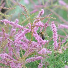 Tamarisk Honey