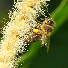 Chestnut Honey