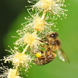 une abeille sur un chaton de chataignier