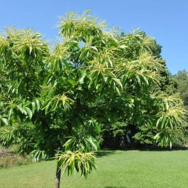 le Châtaignier est un arbre majestueux