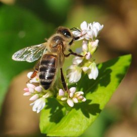 Buckwheat Honey