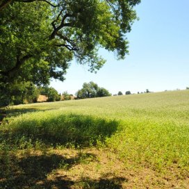 Champs de Sarrasin