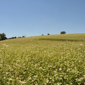 Buchweizenhonig