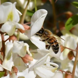 Acacia Honey