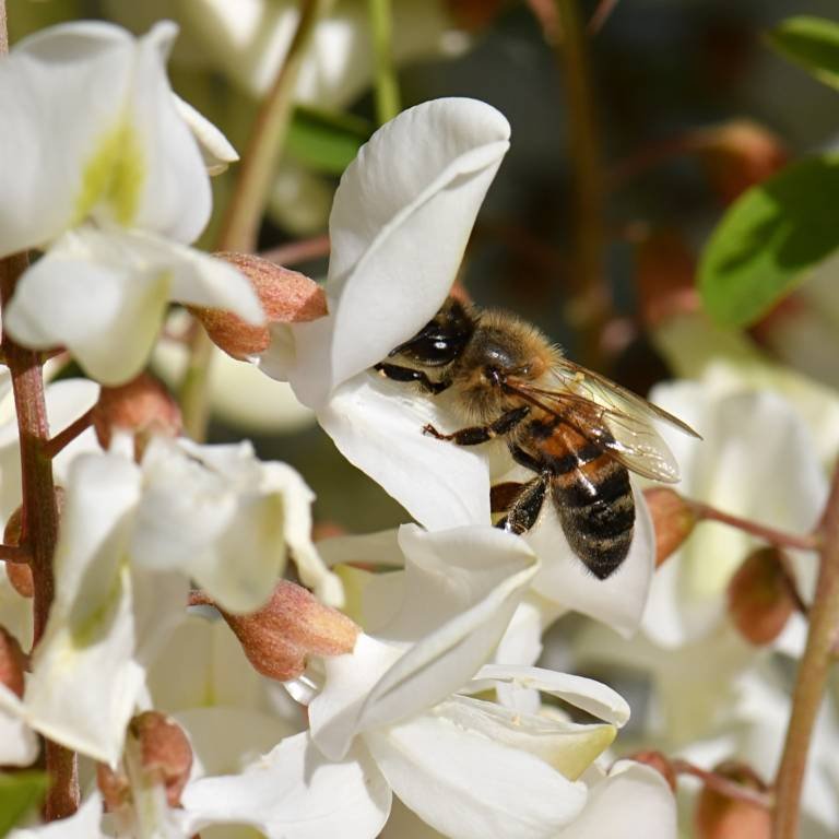 Miel d'Acacia - Origine France, légèreté et finesse, le préféré