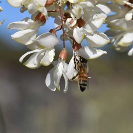 Acacia Honey