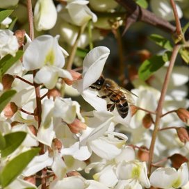 Acacia Honey