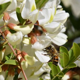 Acacia Honey