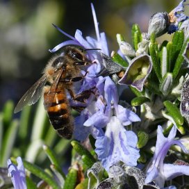 Rosemary