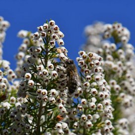 un bosquet de Bruyère Blanche