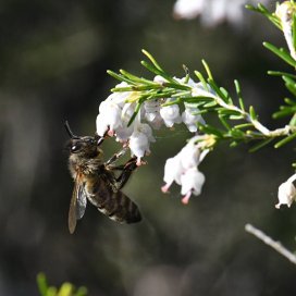 White heather Honey