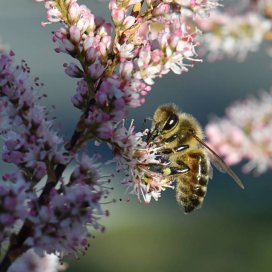 Tamarisk Honey