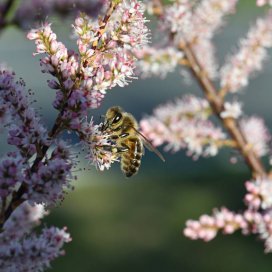 Tamarisk Honey