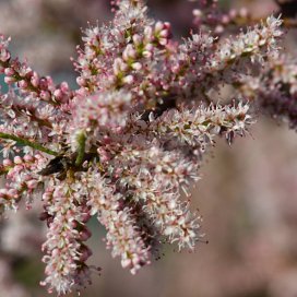 Tamarisk Honey