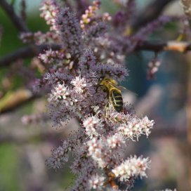 Tamarisk Honey