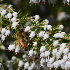 White heather Honey