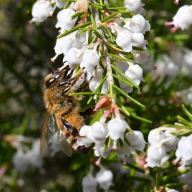 White heather Honey