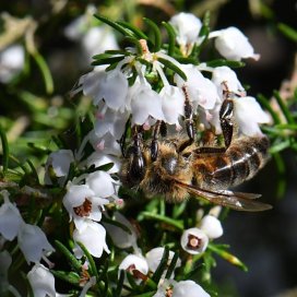 White heather Honey