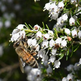 White heather Honey