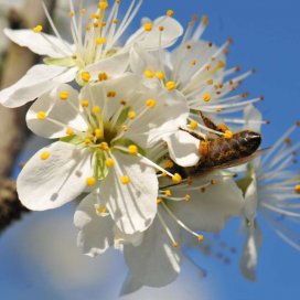 Wild cherry