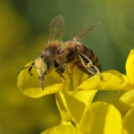 Une plante très attractive pour les abeilles