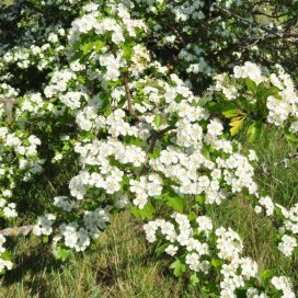 L'aubépine en pleine floraison