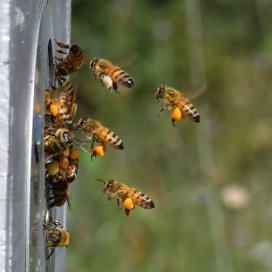 les abeilles rentre du Pollen